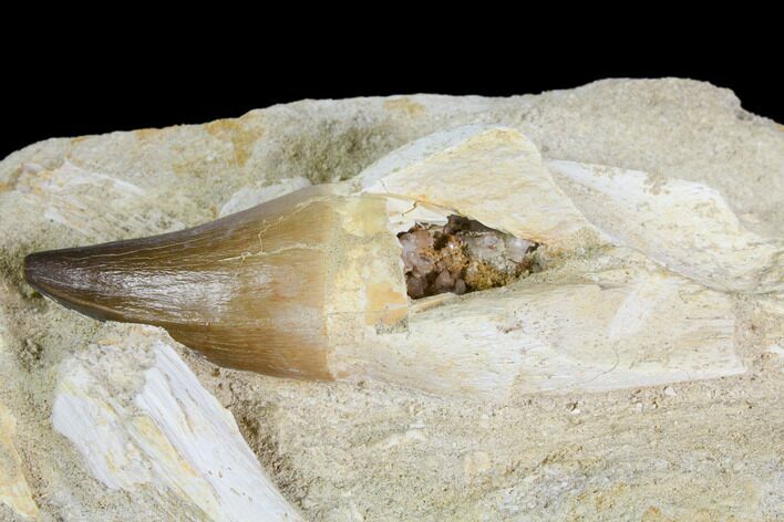 Rooted Mosasaur (Prognathodon) Tooth - Morocco #150164